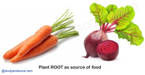 plants roots as a source of food, carrot, radish, beetroot turnip